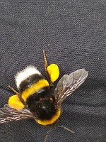 Bourdon, Bombus lucorum-complex (ph. Mrugala F., Lyon, 2020-06)(4)